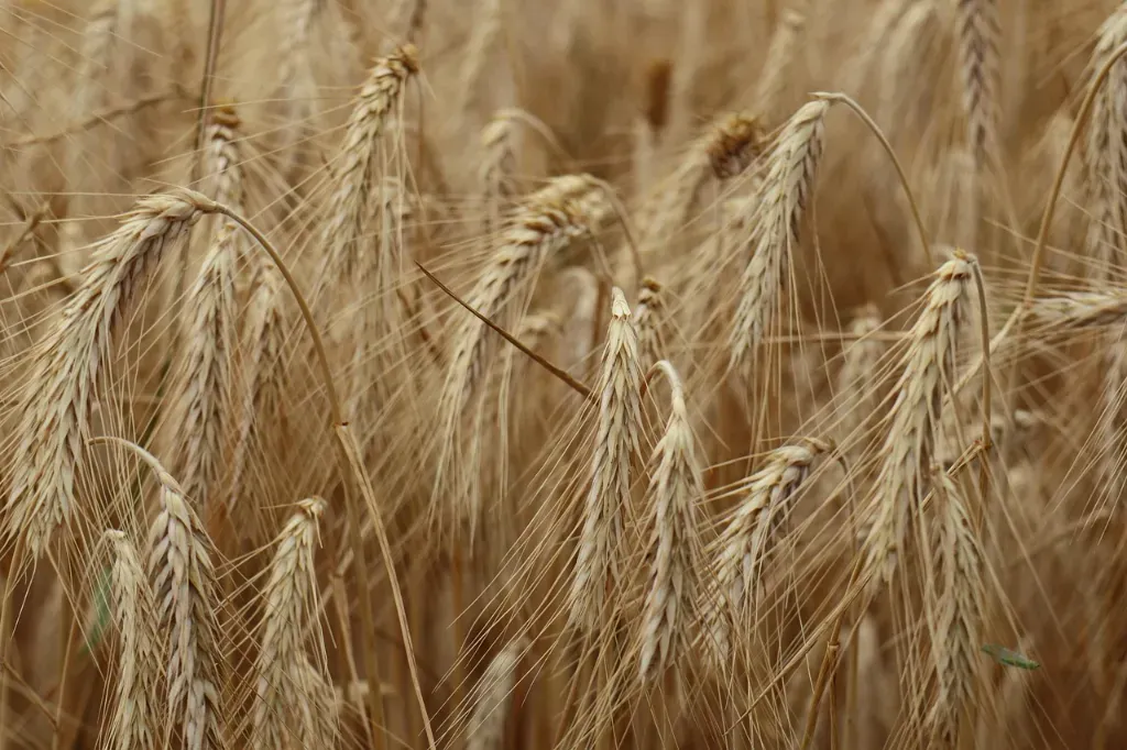 Czy miotła zbożowa to duży problem